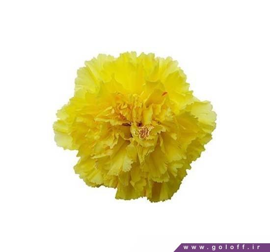 ارسال گل اینترنتی - گل میخک وینکو - Carnation | گل آف